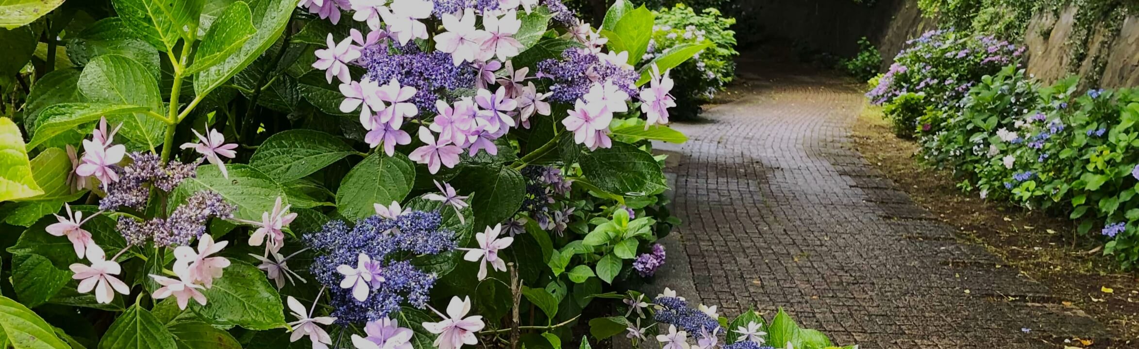 公園散策マップ