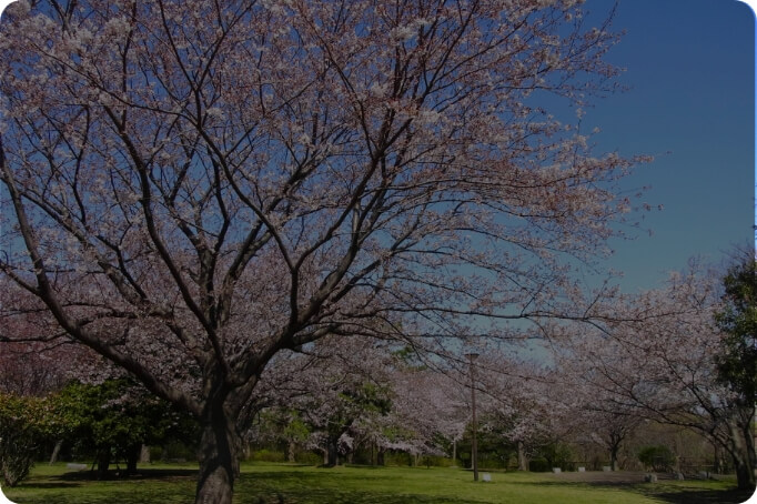 公園だより