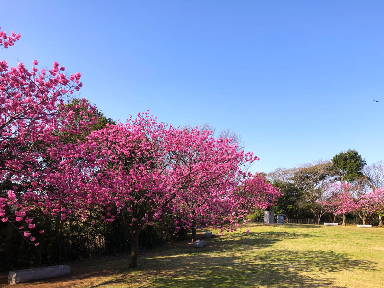 7 観山広場(ひざくらの丘)
