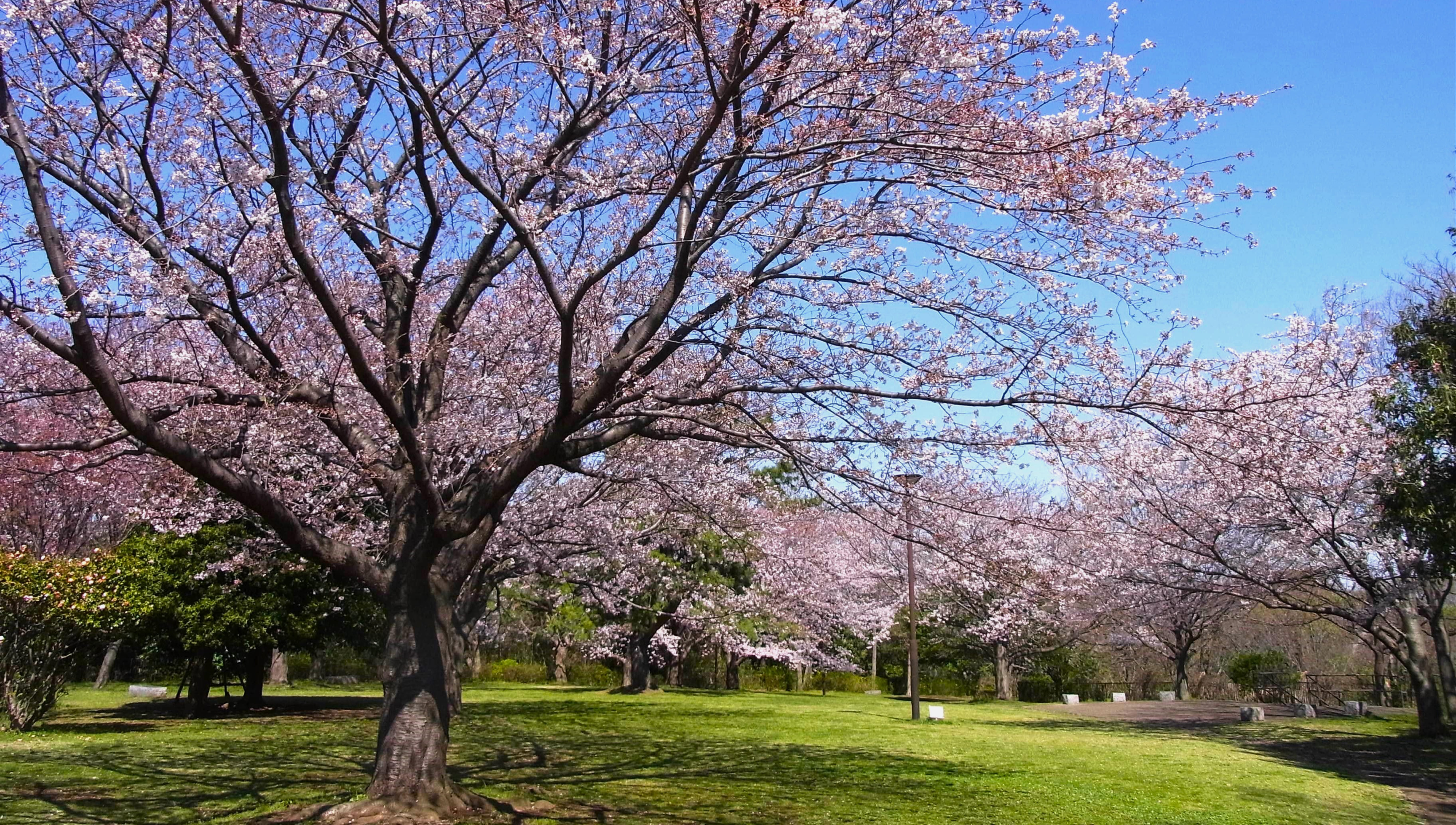 本牧山頂公園