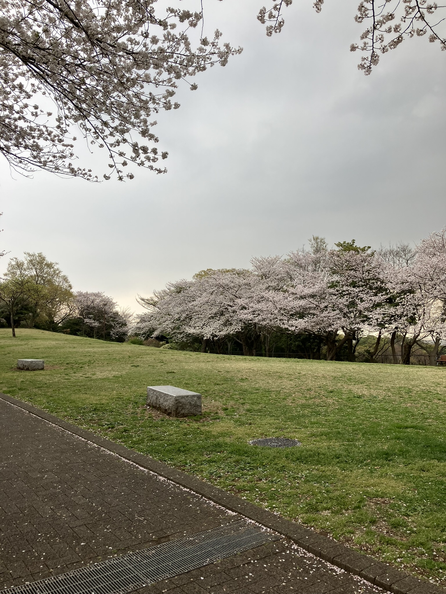 さくら便り | 本牧山頂公園-公式サイト丨本牧の山頂にある見晴らしの