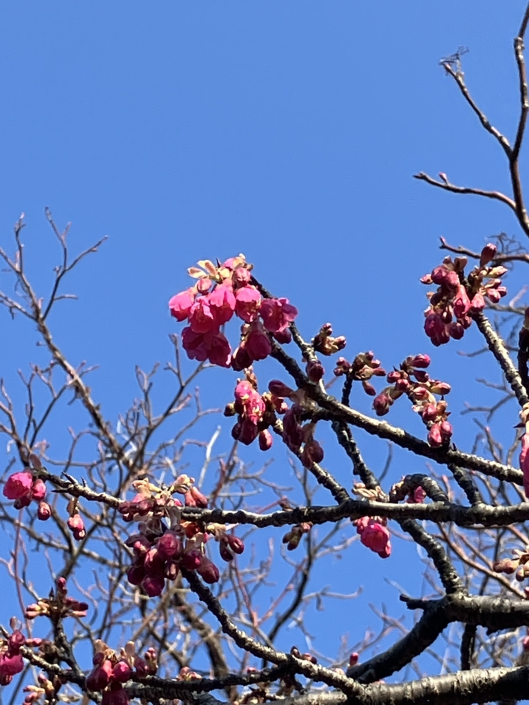 カンヒザクラ　咲き始めました
