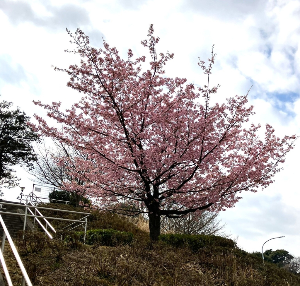 カワヅザクラ　満開です