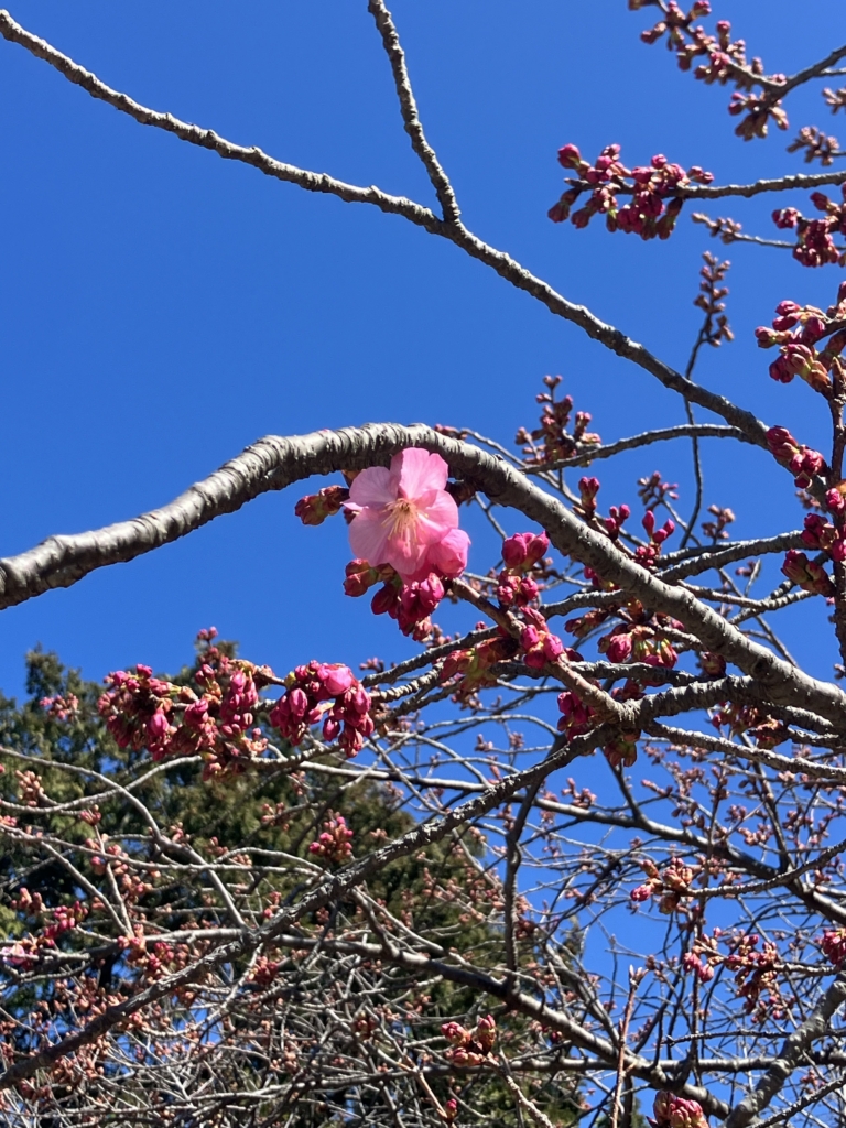 ヨコハマヒザクラ　開花