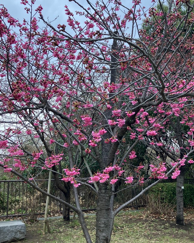 ヨコハマヒザクラ　五分咲き