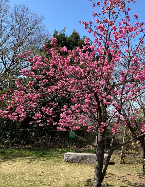 観山広場　ヨコハマヒザクラ