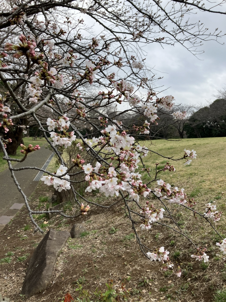 サクラ広場　ソメイヨシノ　二分咲き