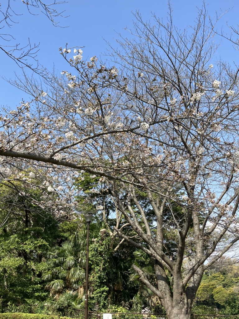 サクラ広場　ソメイヨシノ　五分咲き
