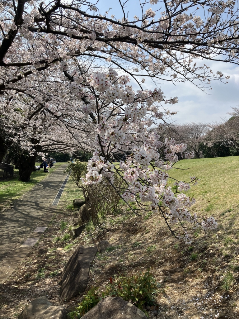 サクラ広場　ソメイヨシノ　満開