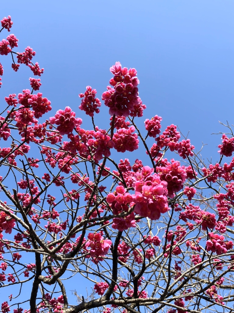 カンヒザクラ　見頃です