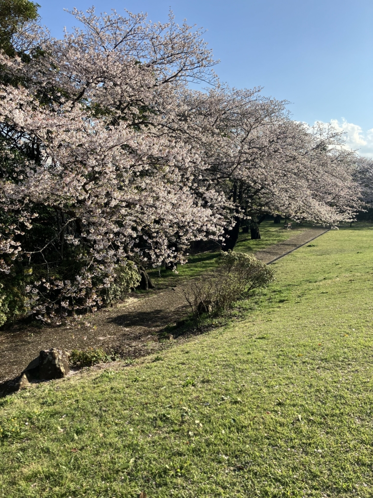 サクラ広場　ソメイヨシノ　散りはじめ